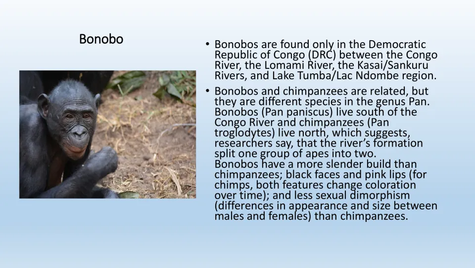 Bonobo information page for the PE game, with a color photo, Congo range, and comparisons to chimpanzees