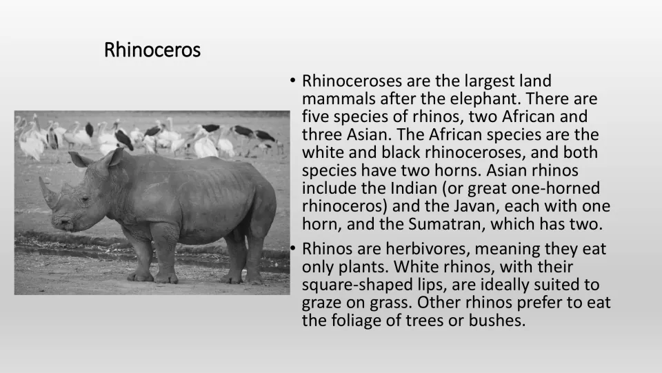 Grayscale rhinoceros information page for the PE game, with a photo and facts about species, horns, and diet