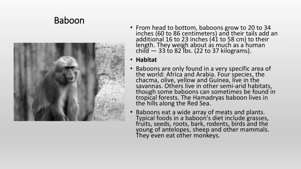 Grayscale baboon information page for the PE game, with a photo and facts about body size, habitat, and diet