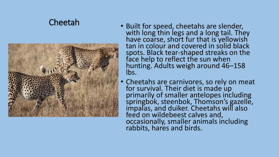Cheetah fact card: slender build, spotted fur, tear streaks, 46 to 158 lb weight, and a diet of small antelopes