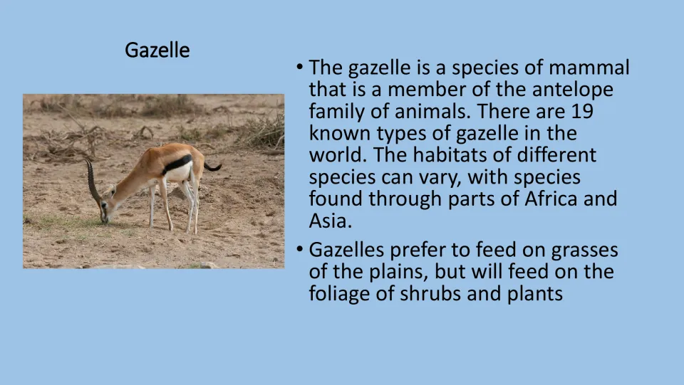 Gazelle fact card: antelope family member with 19 known types across Africa and Asia that grazes on plains grasses