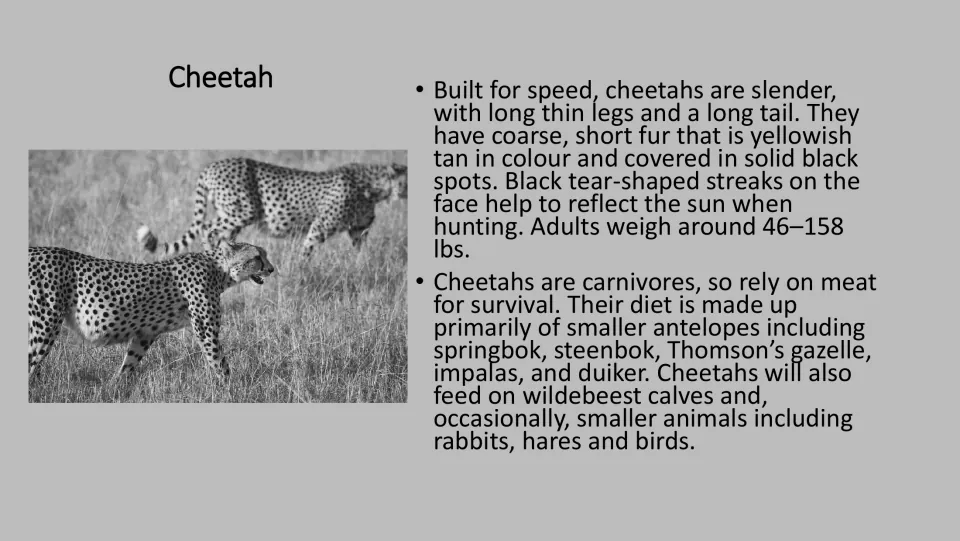 Grayscale cheetah card: photo and facts on thin legs, black spots, adult weight and prey like springbok and impalas