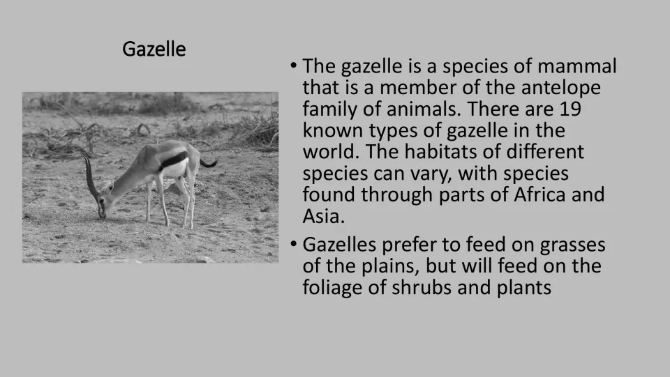 Grayscale gazelle card: photo of a grazing gazelle with facts on antelope family, habitats and a diet of grasses