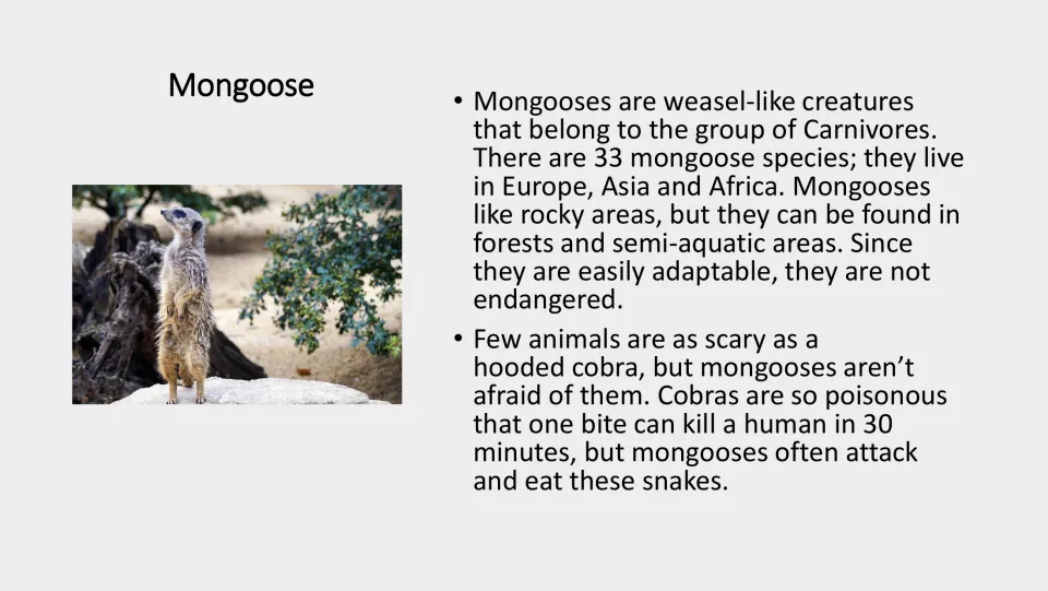 Mongoose fact card in color with a photo: weasel-like carnivores, 33 species, habitats, and how they attack and eat cobras