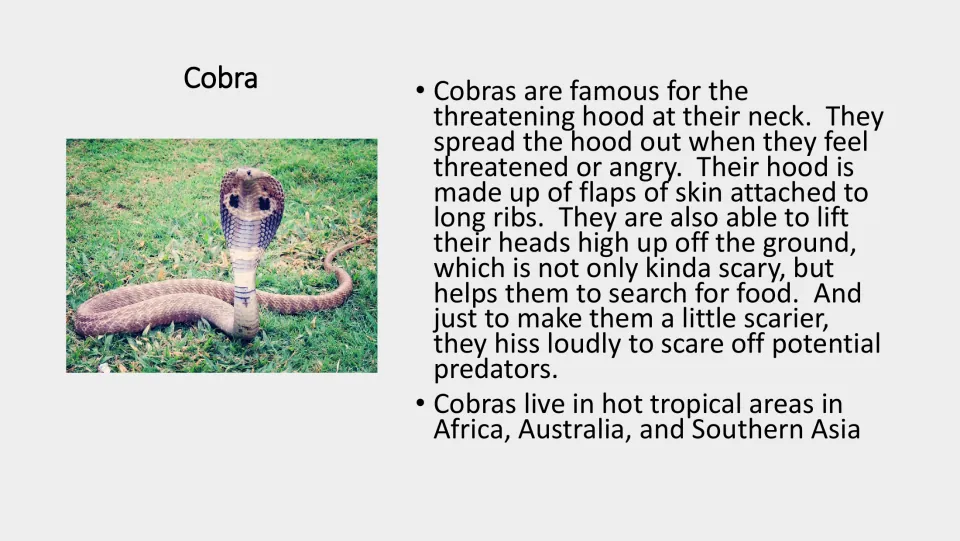 Cobra fact card in color with a photo of a hooded cobra: the hood of skin and ribs, hissing, and tropical habitats