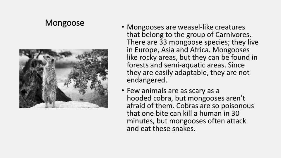 Grayscale mongoose fact card: carnivores found in Europe, Asia and Africa that are not endangered and unafraid of cobras