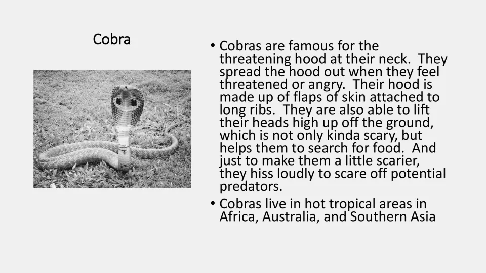 Grayscale cobra fact card: how cobras spread their hood when threatened, lift their heads and hiss to scare off predators