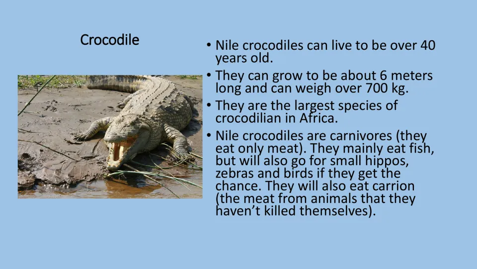 Nile crocodile fact card with a photo: lifespan over 40 years, about 6 meters long, over 700 kg, carnivore diet