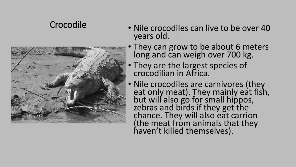 Grayscale Nile crocodile facts: lives over 40 years, largest crocodilian in Africa, eats fish, zebras and carrion