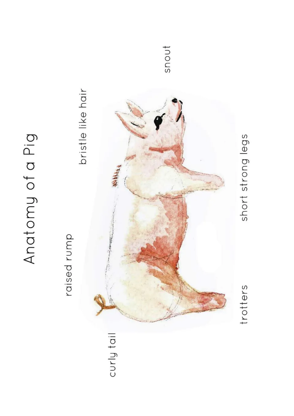 Pig anatomy poster labeling curly tail, raised rump, bristle-like hair, snout, trotters, and short strong legs.