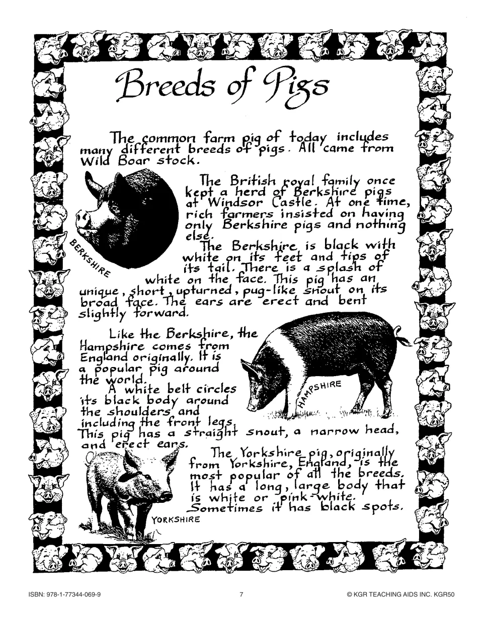 Breeds of Pigs info sheet, part 1: Berkshire, Hampshire and Yorkshire, all from England, with a drawing of each