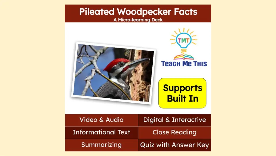 Micro-learning deck cover introducing pileated woodpeckers, with video, audio, reading, and quiz supports