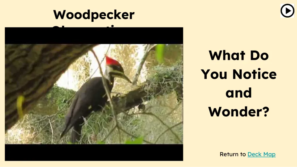 Observation prompt asks “What Do You Notice and Wonder?” beside a woodpecker video still in a tree