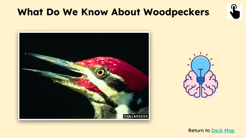 Prior-knowledge follow-up shows a woodpecker’s open beak under “What Do We Know About Woodpeckers”