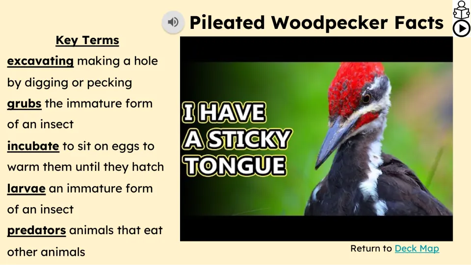Vocabulary and video slide defines excavating, grubs, incubate, larvae, and predators beside a video still