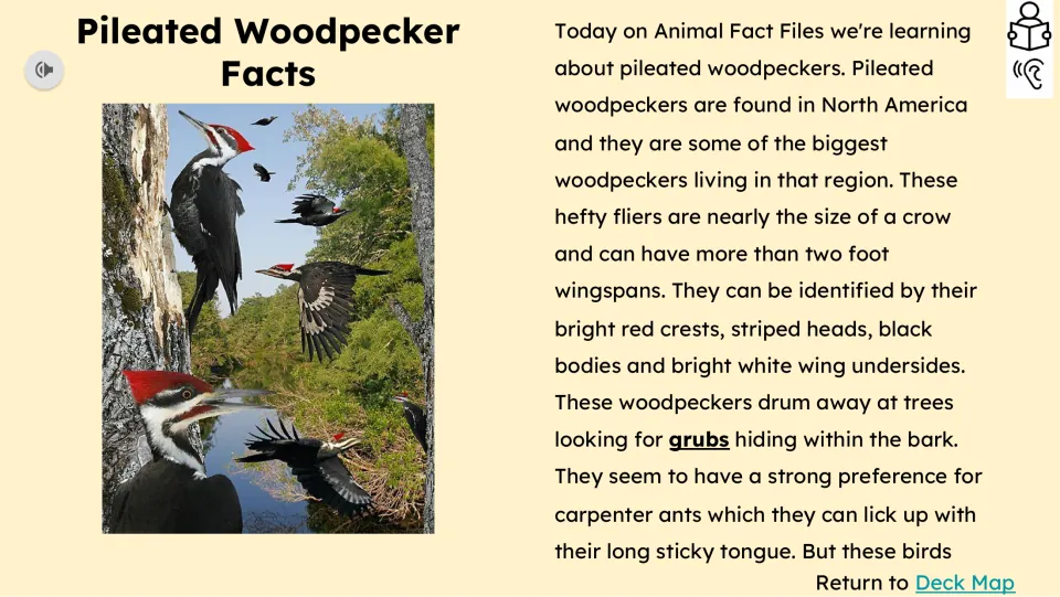 Reading passage opening describes woodpeckers’ North American range, size, markings, and insect diet