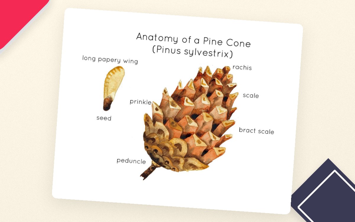 Pine Cone Anatomy Interactive Printable Poster preview