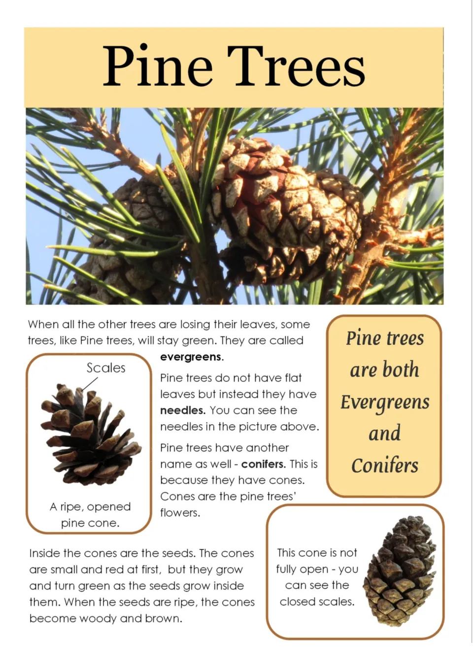 Pine trees reading page: photos of cones and needles explain evergreens, conifers, cone scales and how seeds ripen