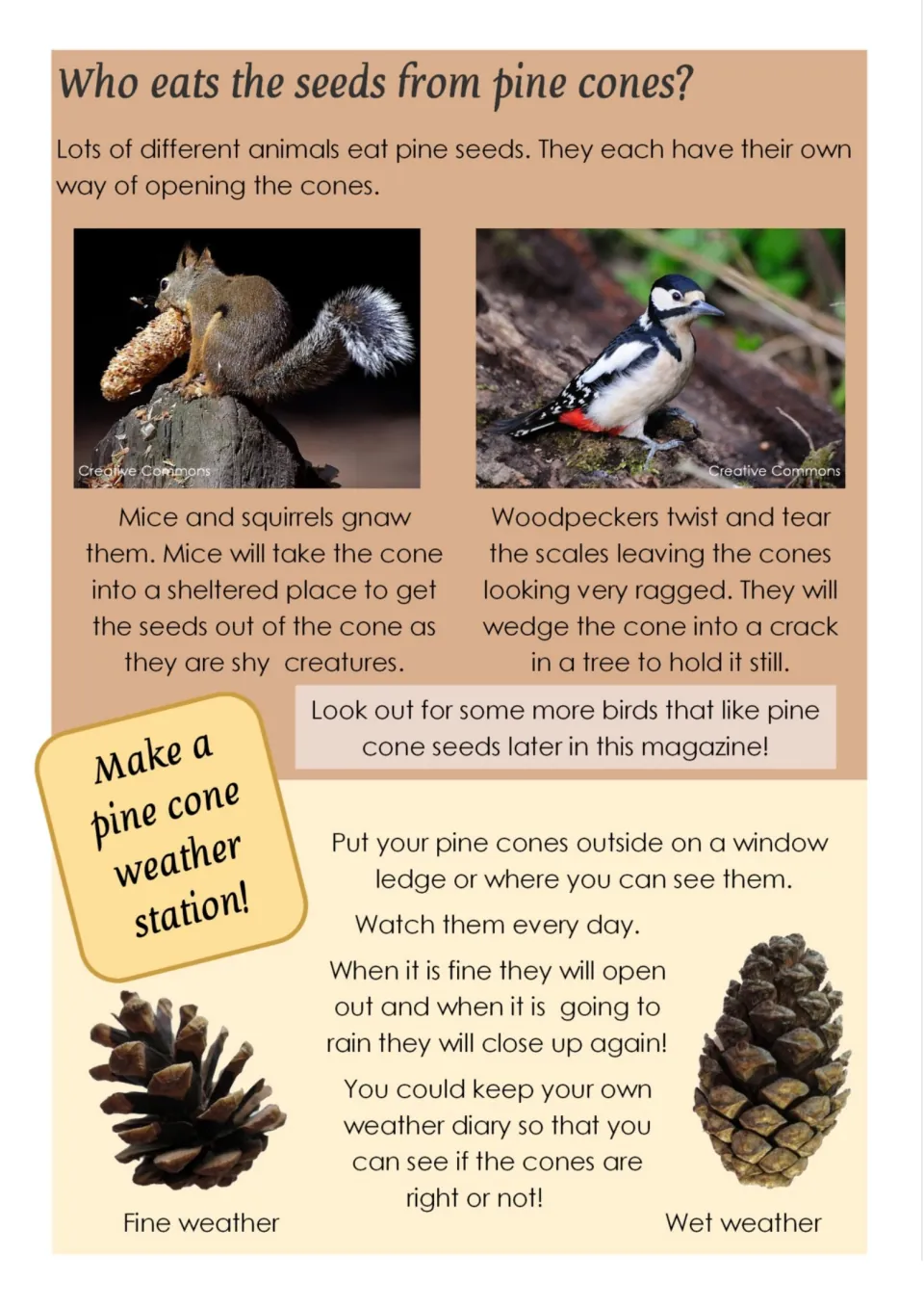 Who eats pine cone seeds: squirrel and woodpecker photos, plus how to make a pine cone weather station