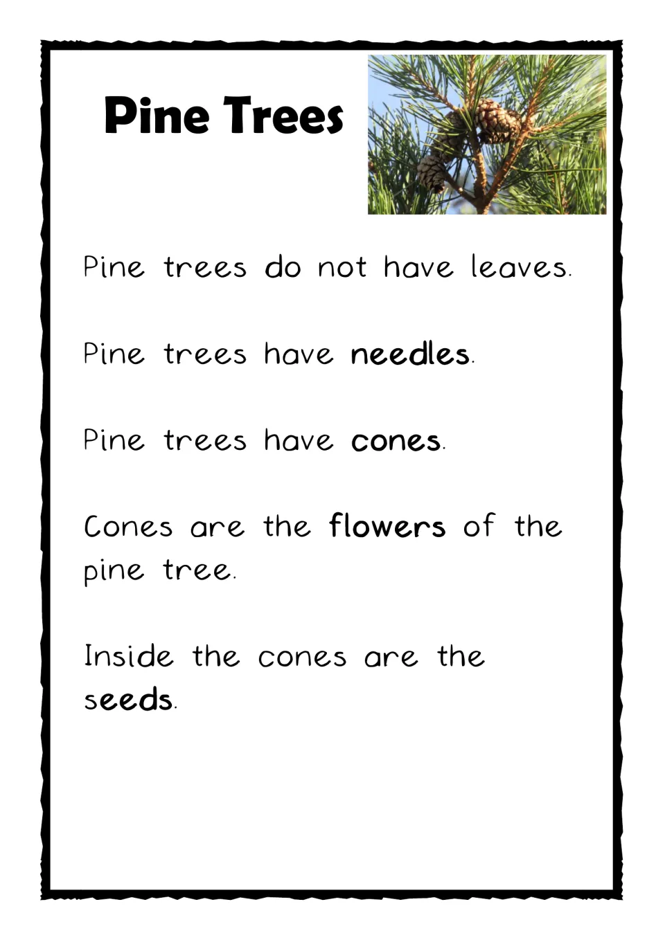 Pine tree facts reader: five simple sentences on needles, cones as flowers and seeds inside, with a pine branch photo