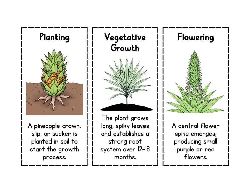 Sequencing pineapple life cycle: students cut out Planting, Vegetative Growth and Flowering cards with pictures and facts