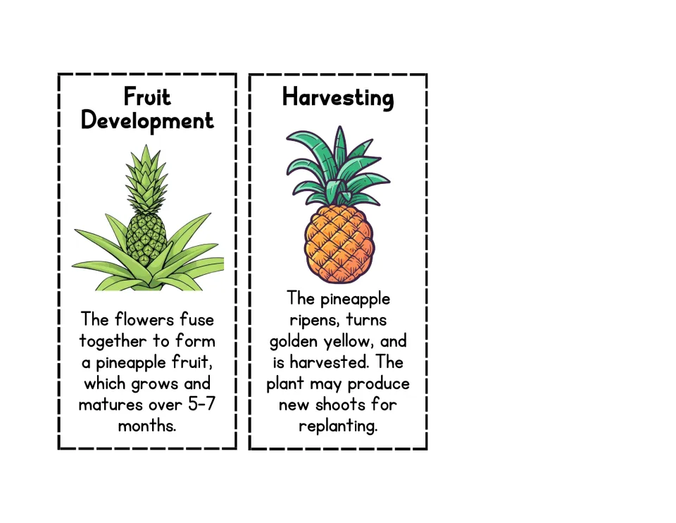Later pineapple stages: Fruit Development and Harvesting cards to cut out and sequence, noting ripening and replanting