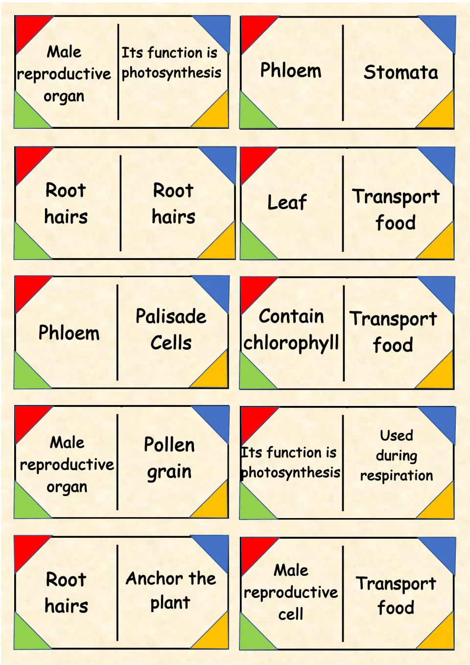 Plant parts dominoes: 10 cards to cut out and match terms like phloem, root hairs and pollen grain to functions