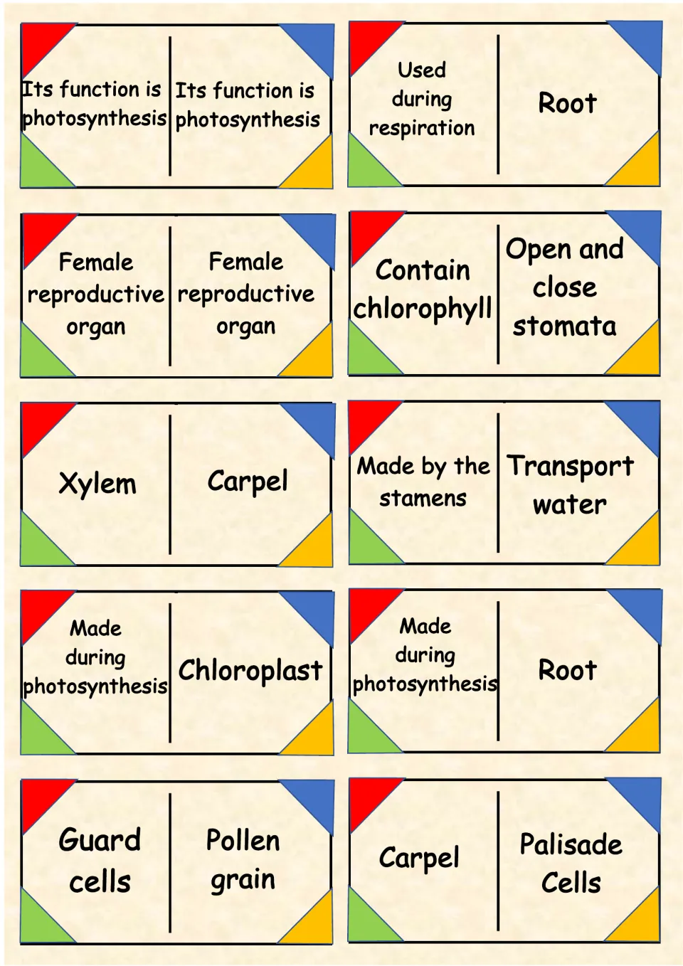 Reproduction and leaf domino cards pairing xylem, carpel, chloroplast and guard cells with clues like open and close stomata