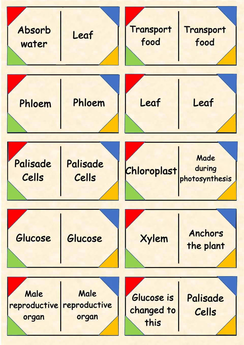 Leaf structure dominoes: students match palisade cells, glucose and xylem to clues like absorb water and anchors the plant