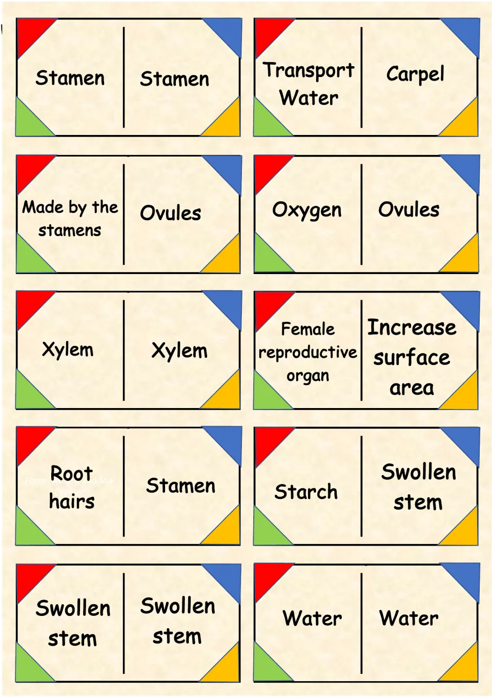 Storage and transport dominoes: match swollen stem, starch, xylem and ovules to clues like increase surface area