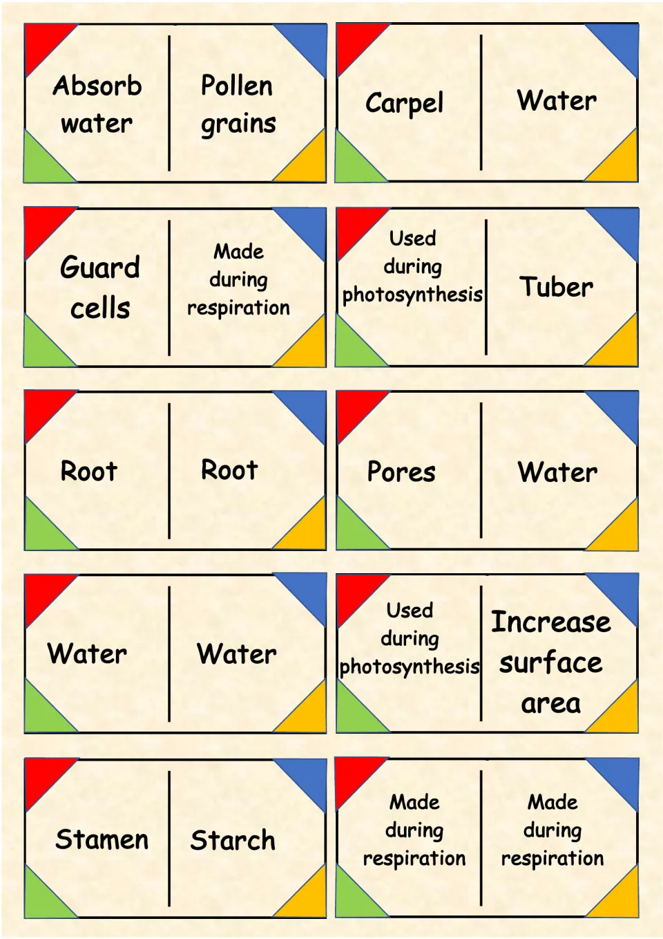 More domino cards for matching guard cells, carpel, tuber and pores to clues like absorb water and increase surface area