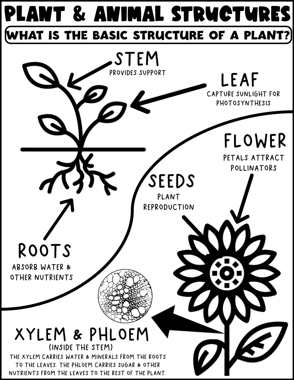 Basic plant structure diagram: students read how the stem, leaf, flower, seeds, roots, xylem and phloem each function