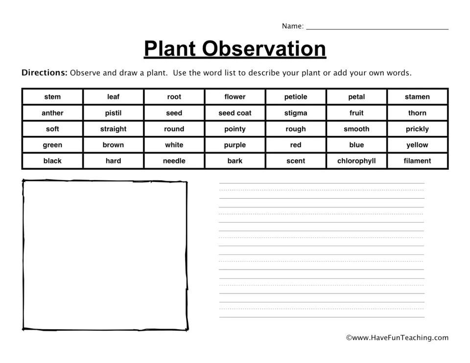 Plant observation: students draw a plant and describe it using a word bank of parts, textures and colors like stem and petal