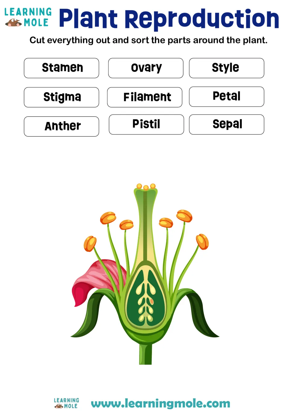 Flower parts: students cut out 9 labels such as stamen, pistil, ovary and sepal and place them around a flower diagram