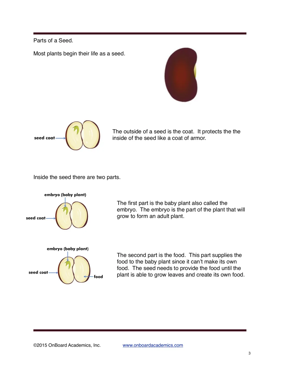 Seed anatomy lesson uses labeled bean diagrams to explain the protective seed coat, embryo, and stored food