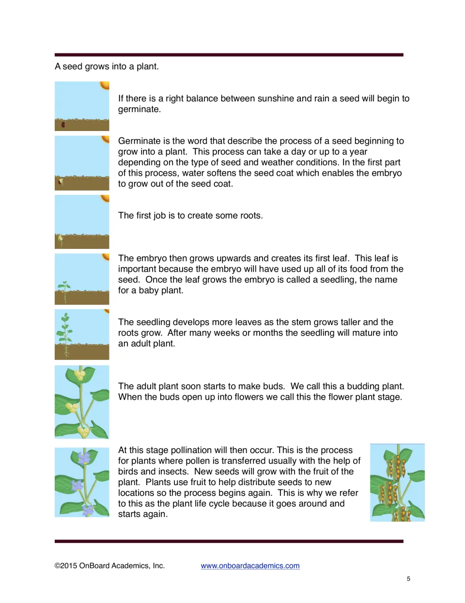 Illustrated plant growth lesson follows germination, root and leaf growth, budding, flowering, and new seeds