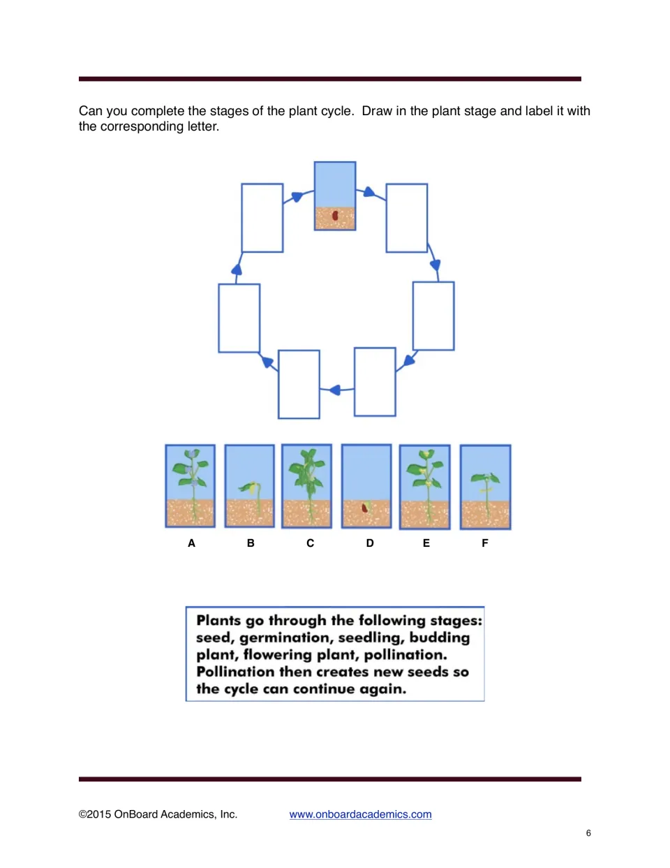 Plant life cycle exercise asks students to draw six missing stages and label them using plant pictures A–F