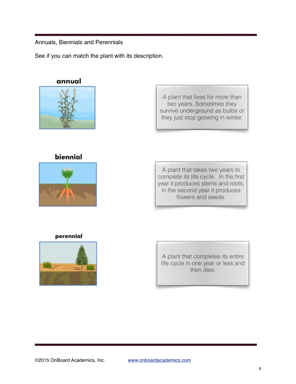 Plant lifespan exercise matches annual, biennial, and perennial plants to descriptions of their life cycles