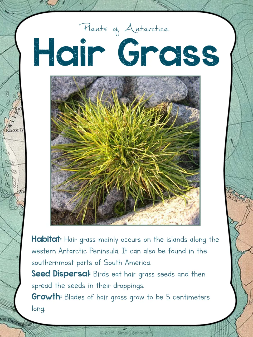 Hair Grass card front shows a plant photo and facts about habitat, seed dispersal, and 5-centimeter blades