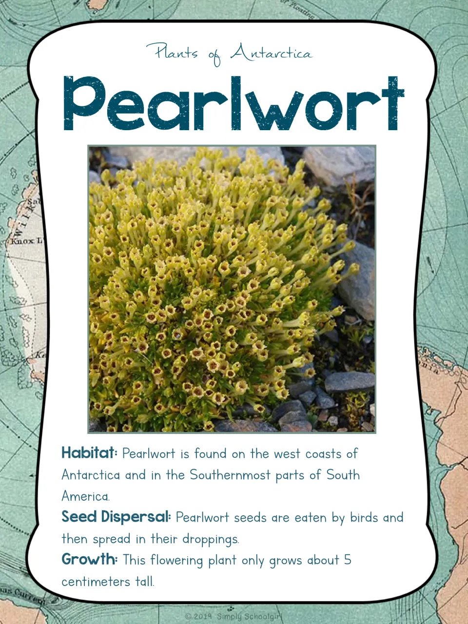 Pearlwort card front shows a plant photo and facts about habitat, bird seed dispersal, and 5-centimeter growth