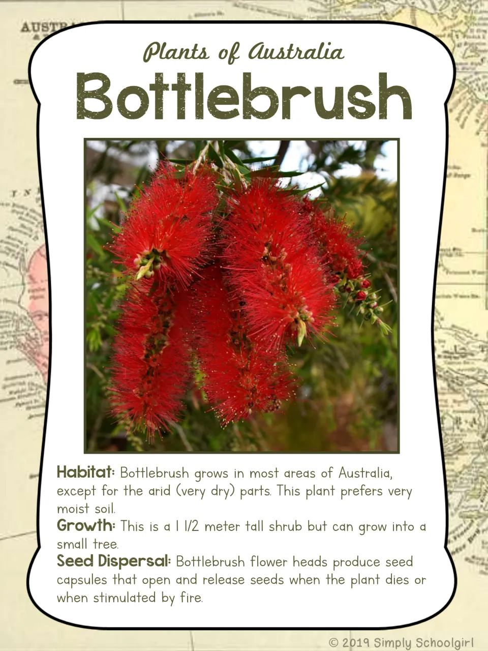 Bottlebrush card front: red flower photo and metric facts about moist habitat, shrub growth, and seed release