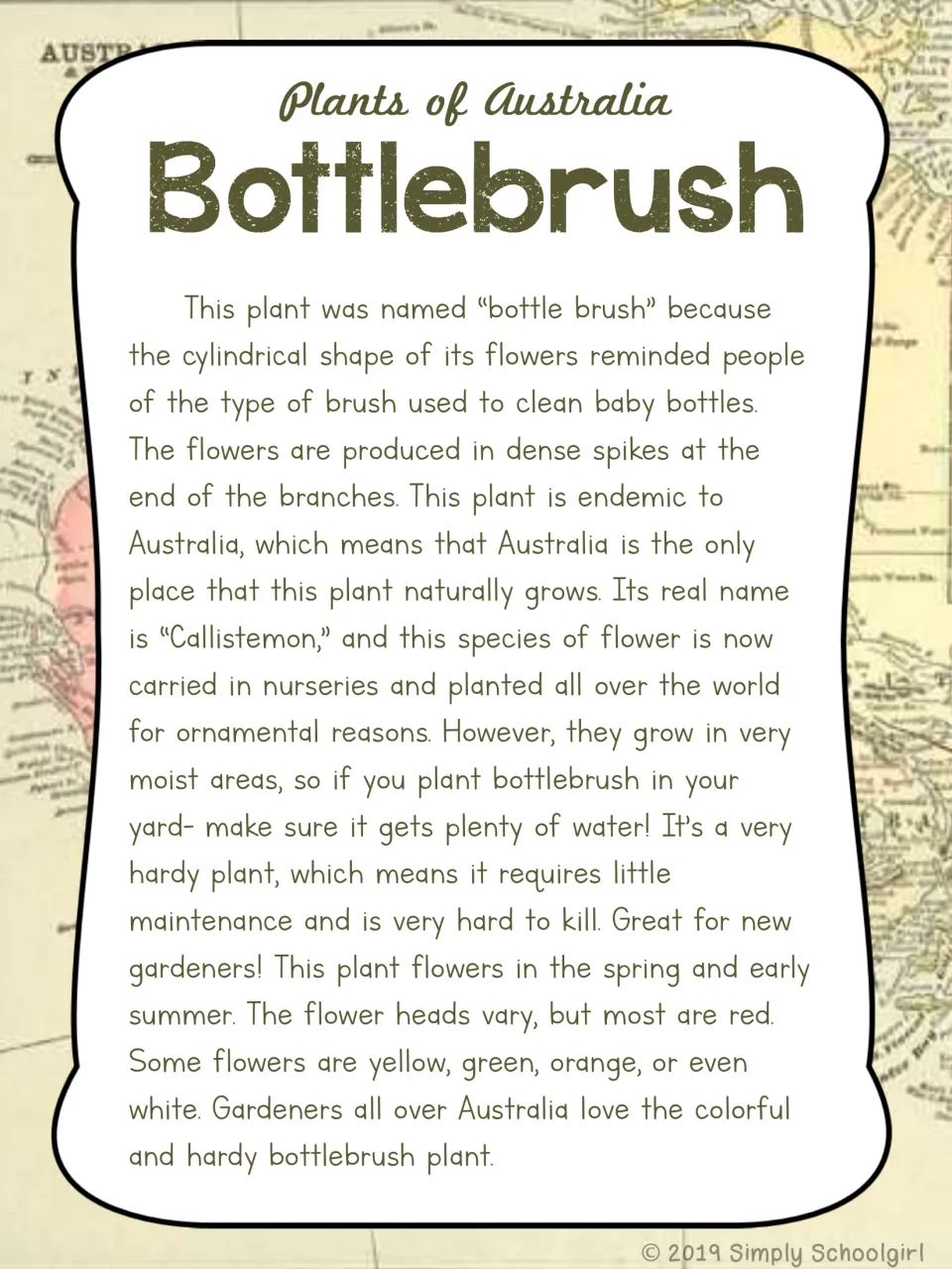 Bottlebrush card back explaining its brush-shaped flowers, Australian origins, watering needs, and colors