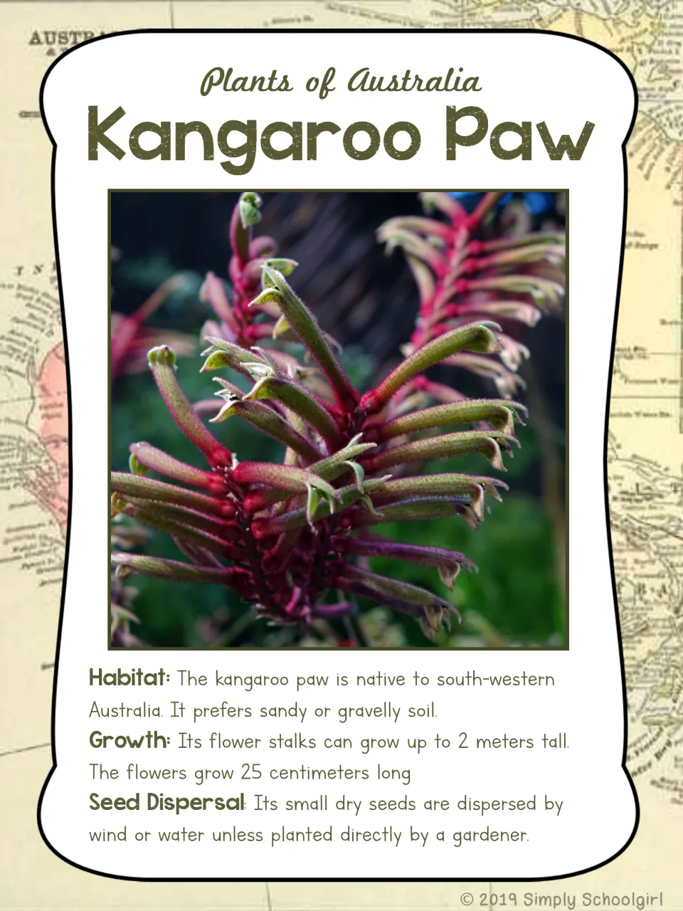 Kangaroo paw card front: flower photo and metric facts about southwestern habitat, growth, and seed dispersal