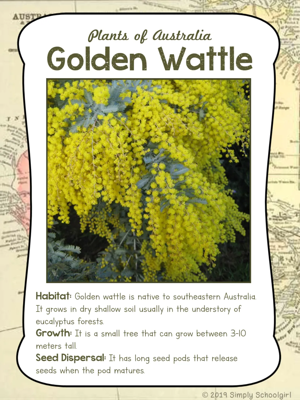 Golden wattle card front: yellow flower photo and metric facts about habitat, tree height, and seed pods