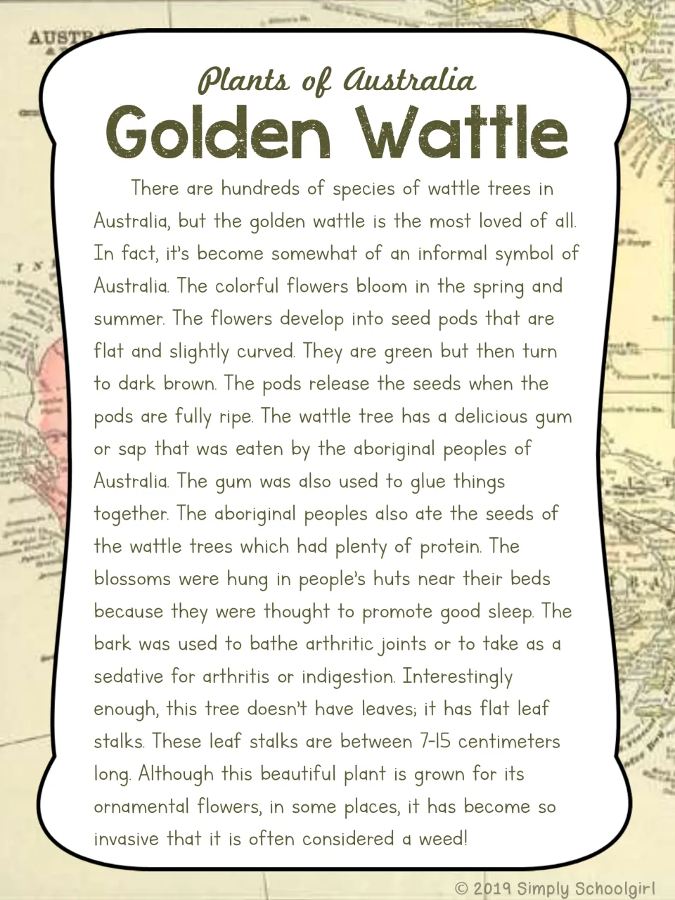 Golden wattle card back discussing flowering, seed pods, Aboriginal uses, flat leaf stalks, and invasive growth