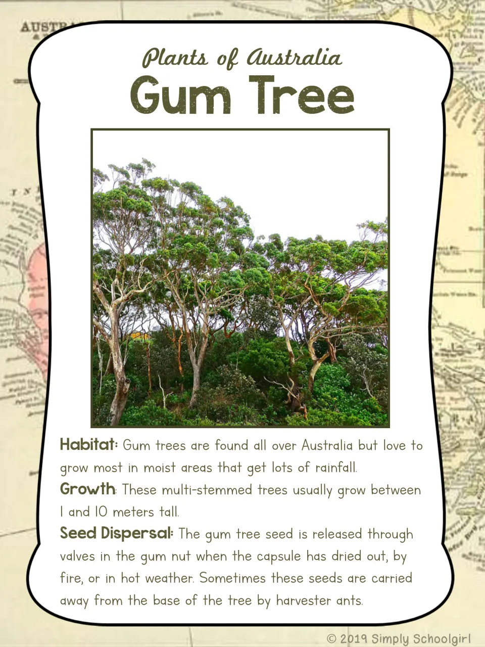 Gum tree card front: tree photo and metric facts about moist habitats, growth, and seeds released from gum nuts