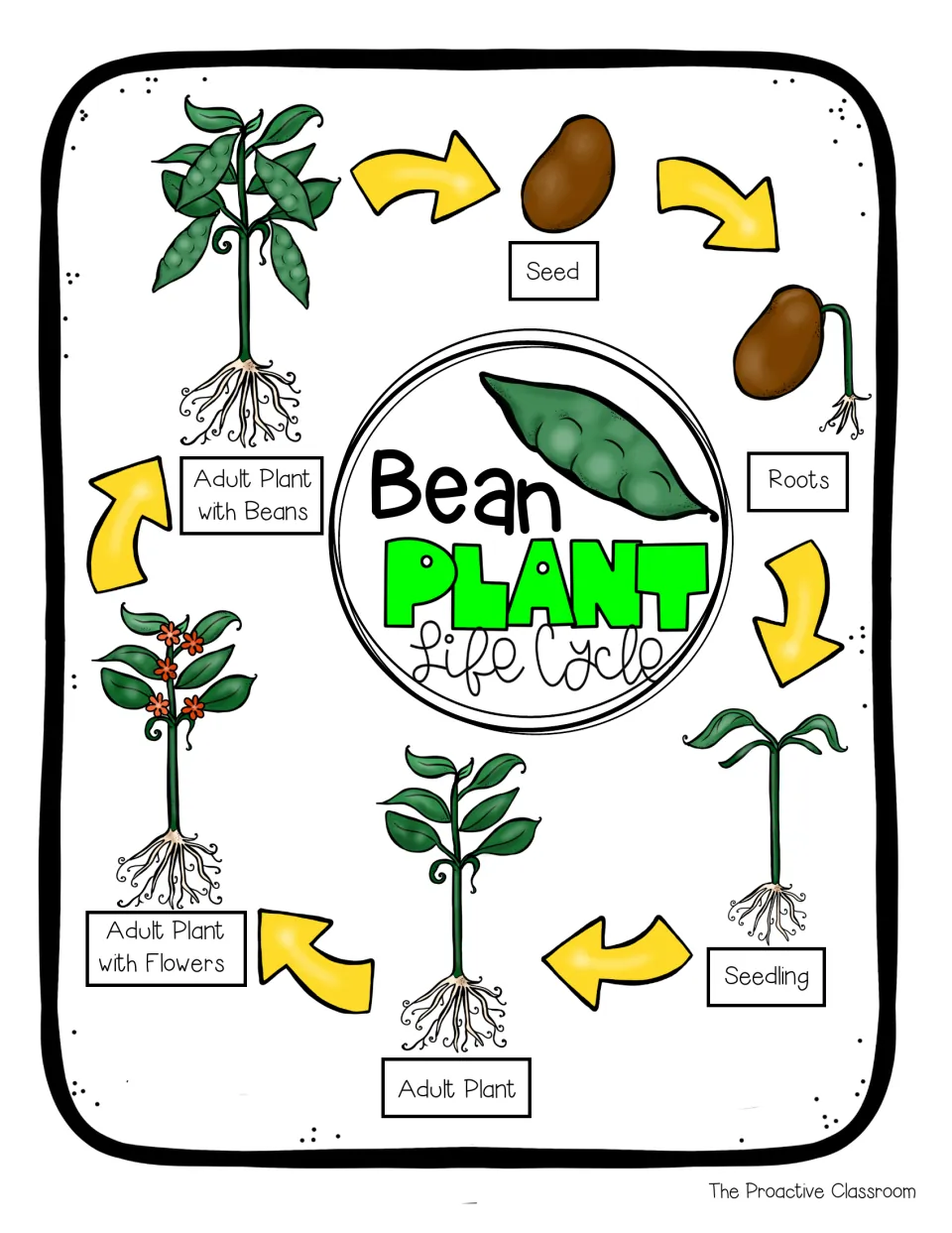 Bean Plant Life Cycle anchor chart: arrows link seed, roots, seedling, adult plant, adult plant with flowers and with beans