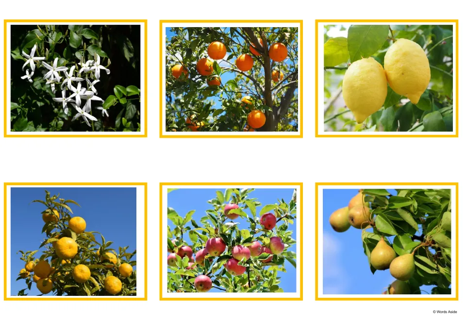 Plant photo cards: pictures of jasmine, an orange tree, lemons, bitter oranges, an apple tree and pears on branches