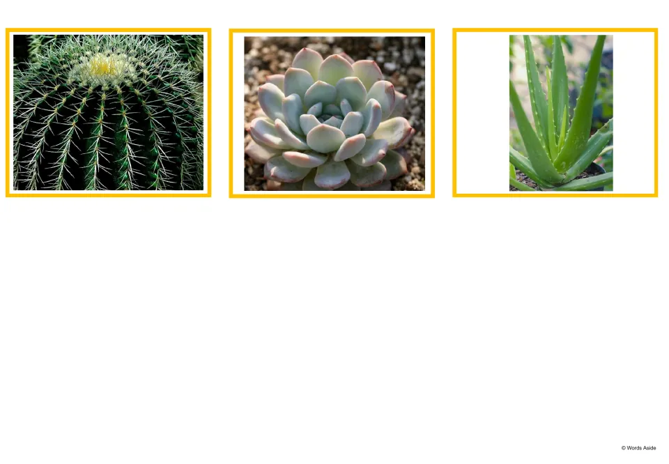 Photo cards of a spiny barrel cactus, a pale rosette succulent and an aloe plant to pair with the plant names