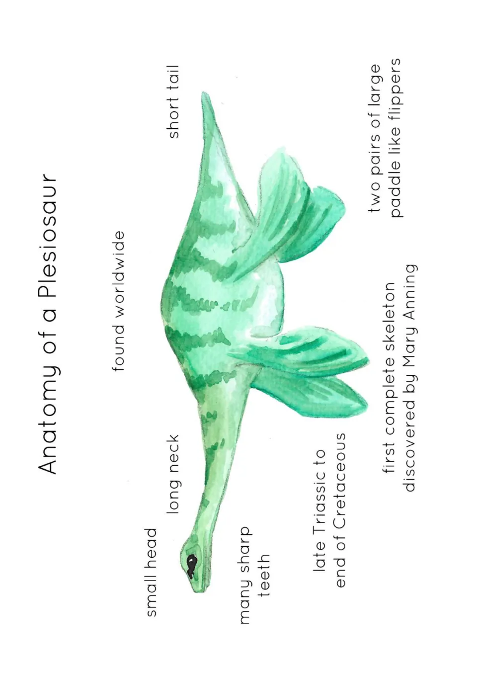 Plesiosaur anatomy reference: labeled diagram showing a small head, long neck, short tail, and four flippers.